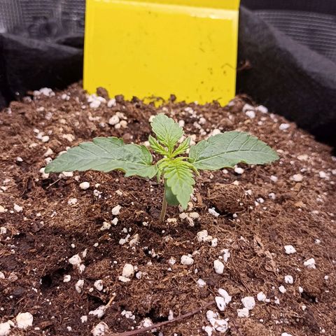 Blueberry Zkittlez Automatic growlog timeline photo