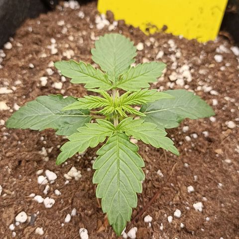 Blueberry Zkittlez Automatic growlog timeline photo