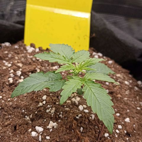 Blueberry Zkittlez Automatic growlog timeline photo