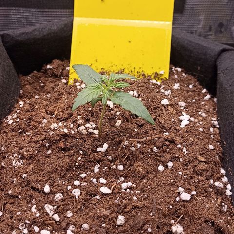 Blueberry Zkittlez Automatic growlog timeline photo