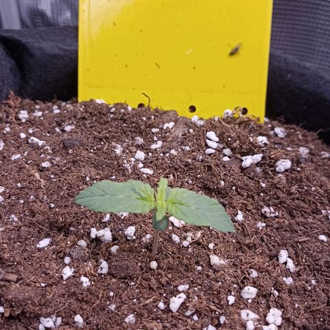 Blueberry Zkittlez Automatic growlog timeline photo
