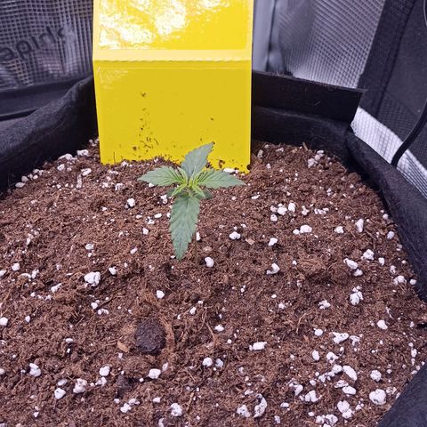 Blueberry Zkittlez Automatic growlog timeline photo