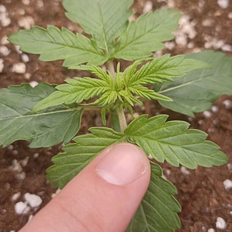 Blueberry Zkittlez Automatic growlog timeline photo