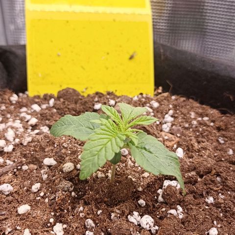 Blueberry Zkittlez Automatic growlog timeline photo