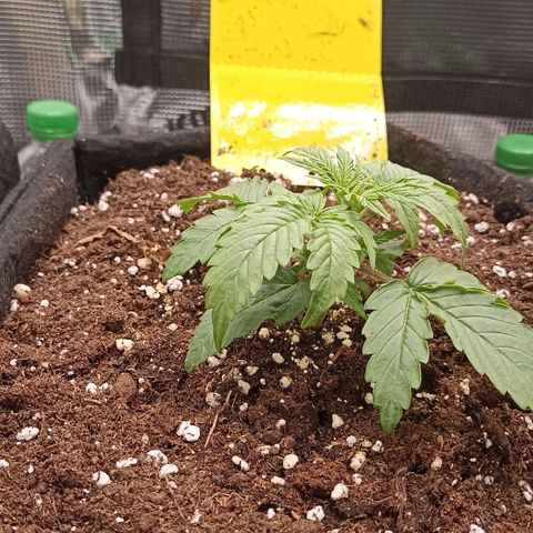 Blueberry Zkittlez Automatic growlog timeline photo