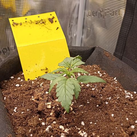Blueberry Zkittlez Automatic growlog timeline photo