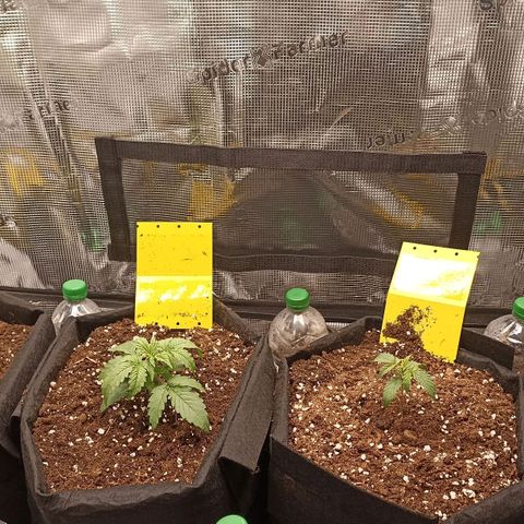 Blueberry Zkittlez Automatic growlog timeline photo