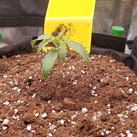 Blueberry Zkittlez Automatic growlog timeline photo