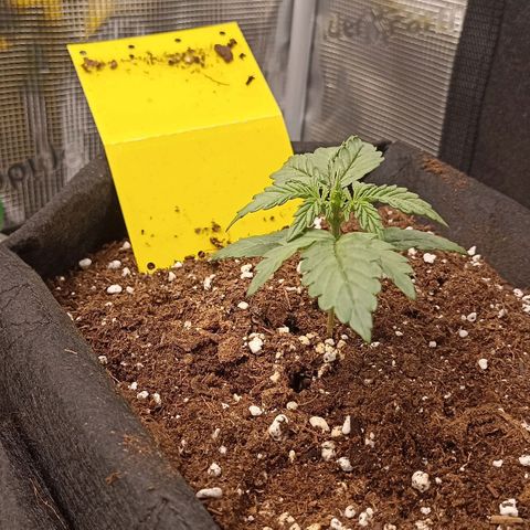 Blueberry Zkittlez Automatic growlog timeline photo