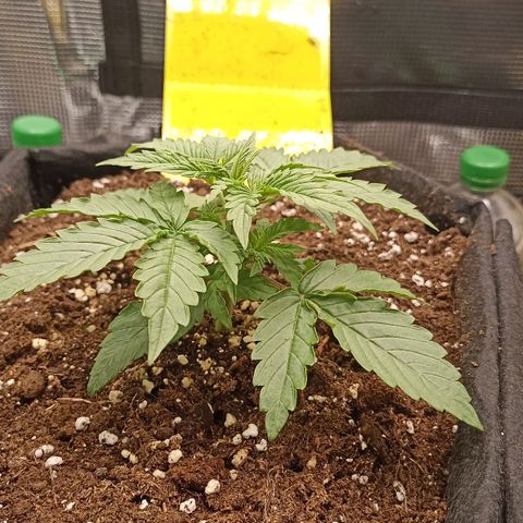 Blueberry Zkittlez Automatic growlog timeline photo