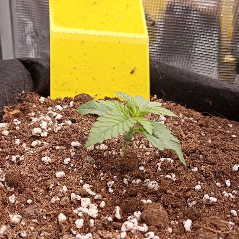 Blueberry Zkittlez Automatic growlog timeline photo
