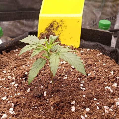 Blueberry Zkittlez Automatic growlog timeline photo