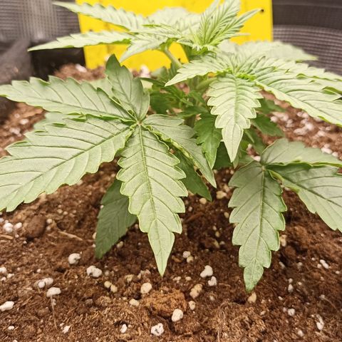 Blueberry Zkittlez Automatic growlog timeline photo