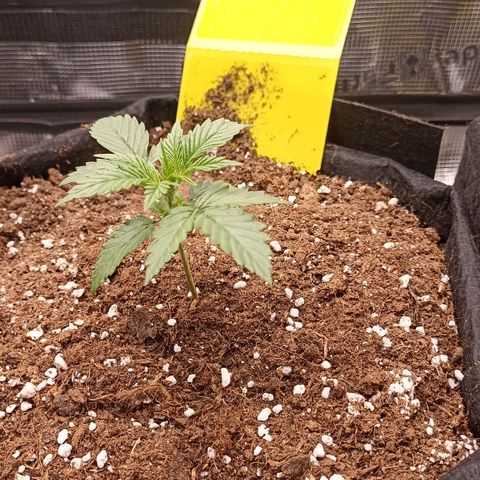 Blueberry Zkittlez Automatic growlog timeline photo