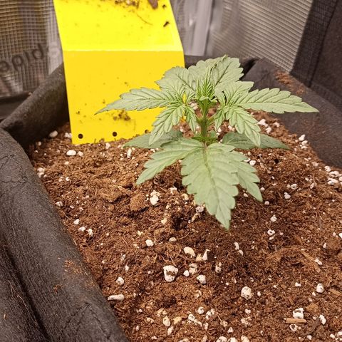 Blueberry Zkittlez Automatic growlog timeline photo