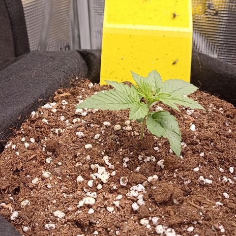 Blueberry Zkittlez Automatic growlog timeline photo