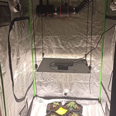 Blueberry Zkittlez Automatic growlog timeline photo