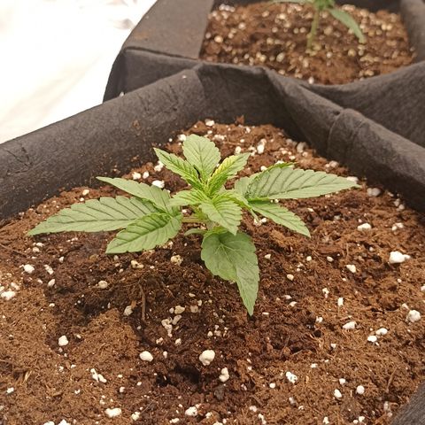Blueberry Zkittlez Automatic growlog timeline photo