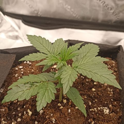 Blueberry Zkittlez Automatic growlog timeline photo