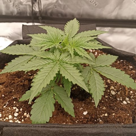 Blueberry Zkittlez Automatic growlog timeline photo