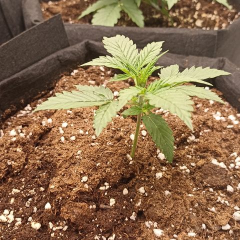 Blueberry Zkittlez Automatic growlog timeline photo