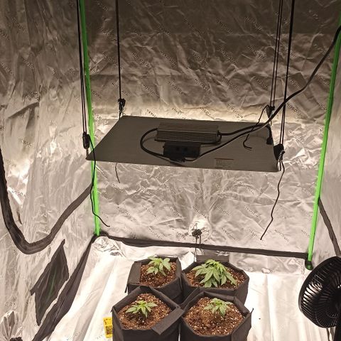Blueberry Zkittlez Automatic growlog timeline photo