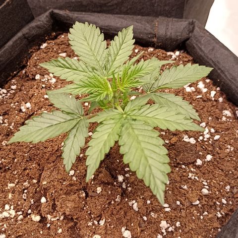 Blueberry Zkittlez Automatic growlog timeline photo