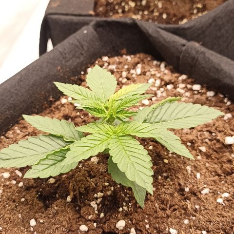 Blueberry Zkittlez Automatic growlog timeline photo