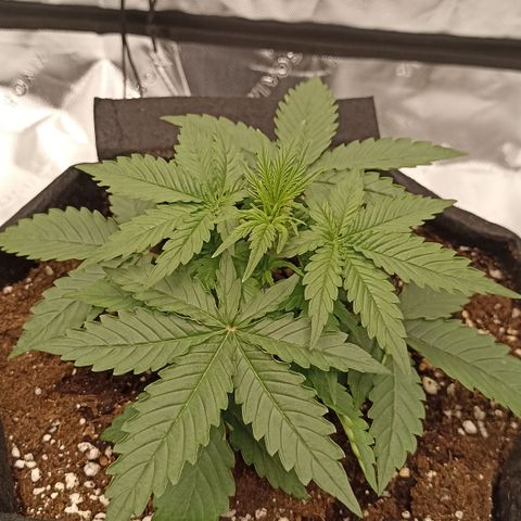 Blueberry Zkittlez Automatic growlog timeline photo