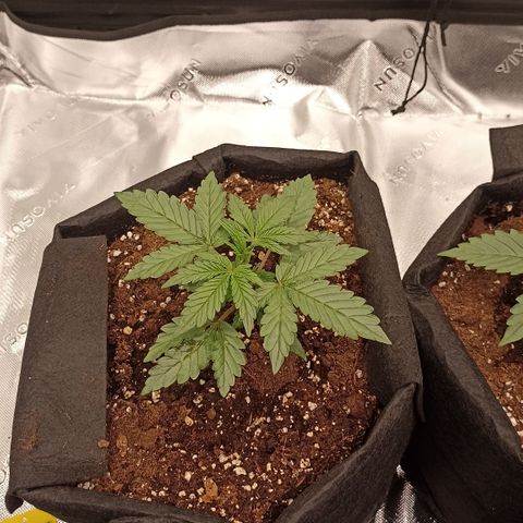 Blueberry Zkittlez Automatic growlog timeline photo