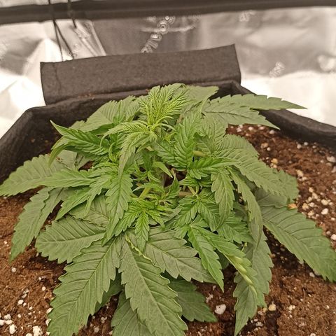 Blueberry Zkittlez Automatic growlog photo: training