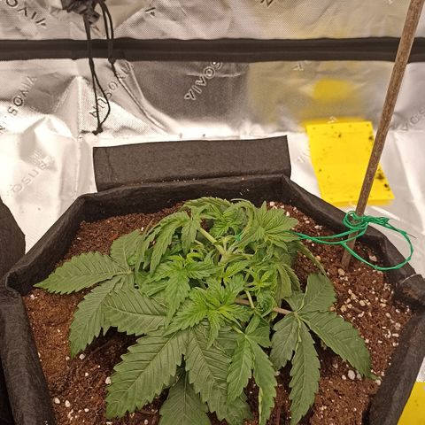 Blueberry Zkittlez Automatic growlog photo: Lst #lilgoat