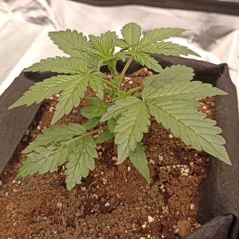 Blueberry Zkittlez Automatic growlog timeline photo