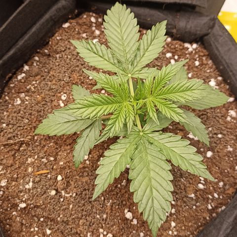 Blueberry Zkittlez Automatic growlog timeline photo