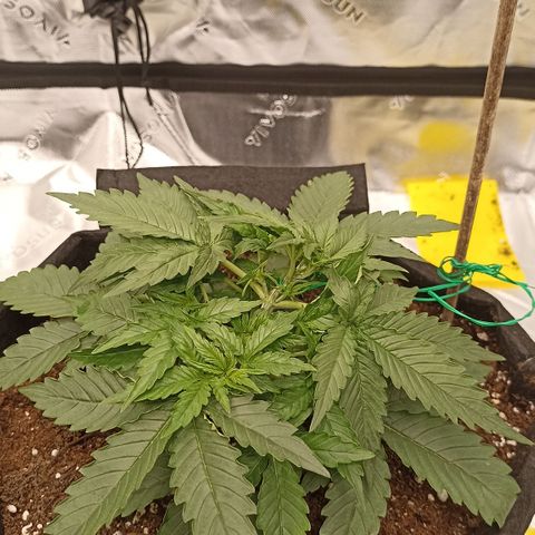 Blueberry Zkittlez Automatic growlog timeline photo