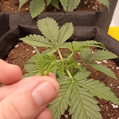 Blueberry Zkittlez Automatic growlog timeline photo