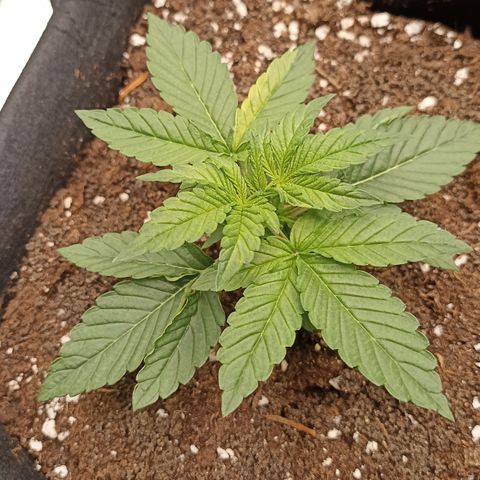 Blueberry Zkittlez Automatic growlog timeline photo