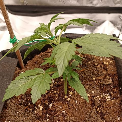 Blueberry Zkittlez Automatic growlog timeline photo