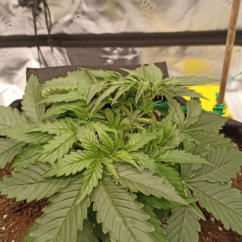 Blueberry Zkittlez Automatic growlog timeline photo