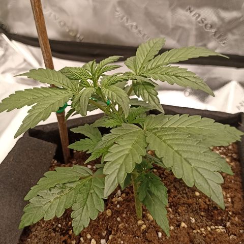 Blueberry Zkittlez Automatic growlog timeline photo