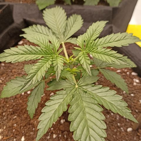 Blueberry Zkittlez Automatic growlog timeline photo