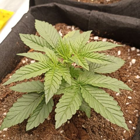 Blueberry Zkittlez Automatic growlog timeline photo