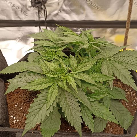 Blueberry Zkittlez Automatic growlog timeline photo