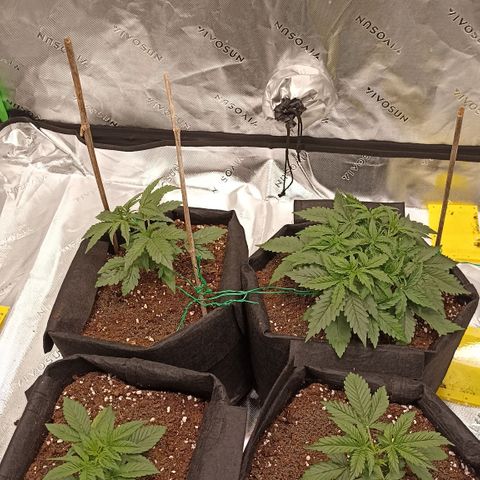 Blueberry Zkittlez Automatic growlog photo: Lst