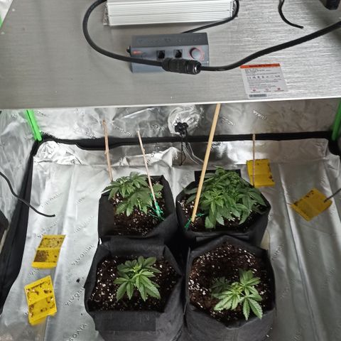 Blueberry Zkittlez Automatic growlog timeline photo