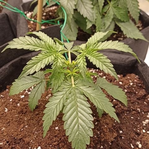 Blueberry Zkittlez Automatic growlog timeline photo