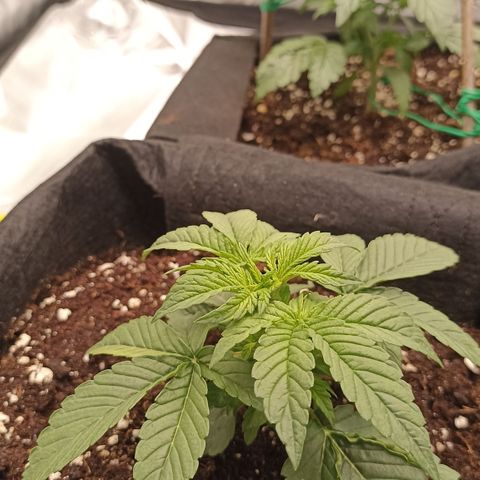 Blueberry Zkittlez Automatic growlog timeline photo