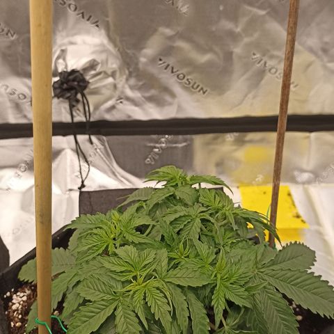 Blueberry Zkittlez Automatic growlog timeline photo