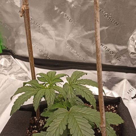 Blueberry Zkittlez Automatic growlog timeline photo
