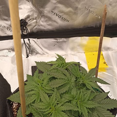 Blueberry Zkittlez Automatic growlog timeline photo